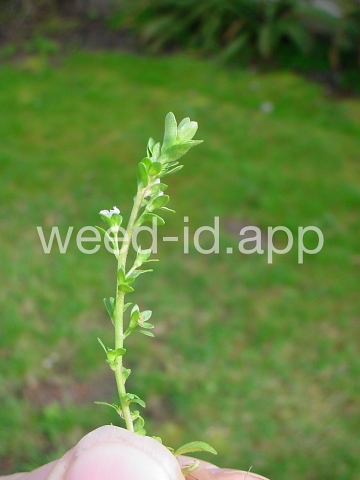 speedwell, thymeleaf
